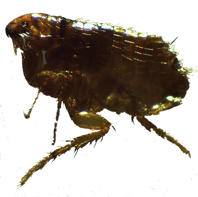 Flea Png Image (black)