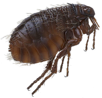 Flea Png Pic (black)