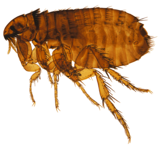 Flea Png Picture (black, maroon)