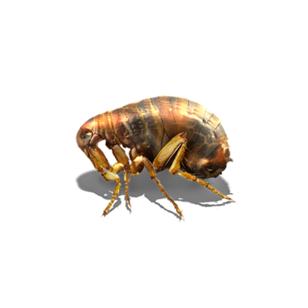 Flea Png Transparent Hd Photo (black)