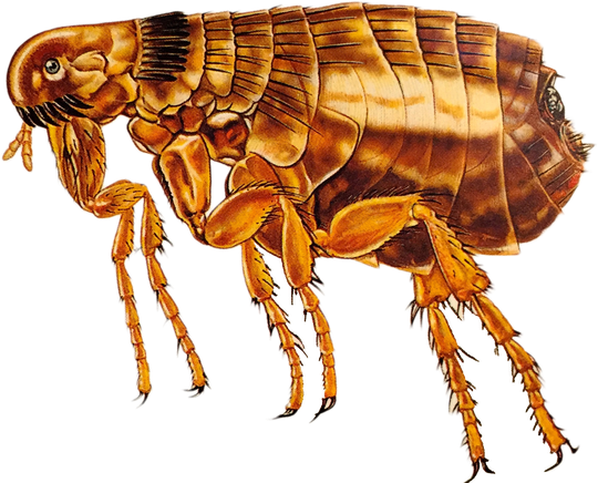 Flea Png Transparent Image (black)