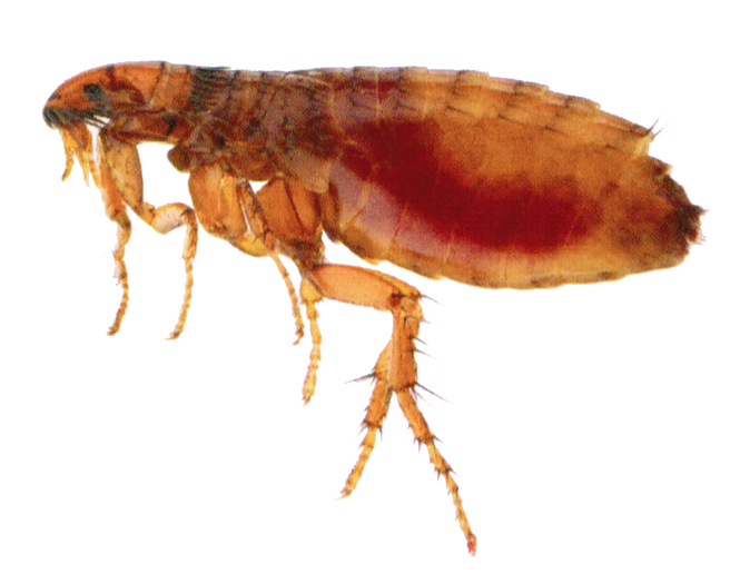 Flea Png Transparent Picture (black, maroon)