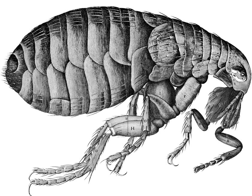 Flea Transparent Png (indigo, black, gray, silver)