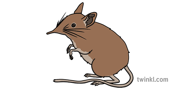 Elephant Shrew Png Clipart (gray)