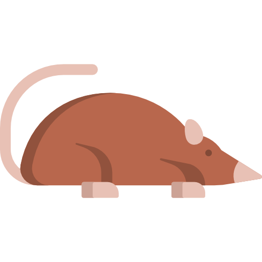 Elephant Shrew Png Free Download (salmon, pink, chocolate, white)