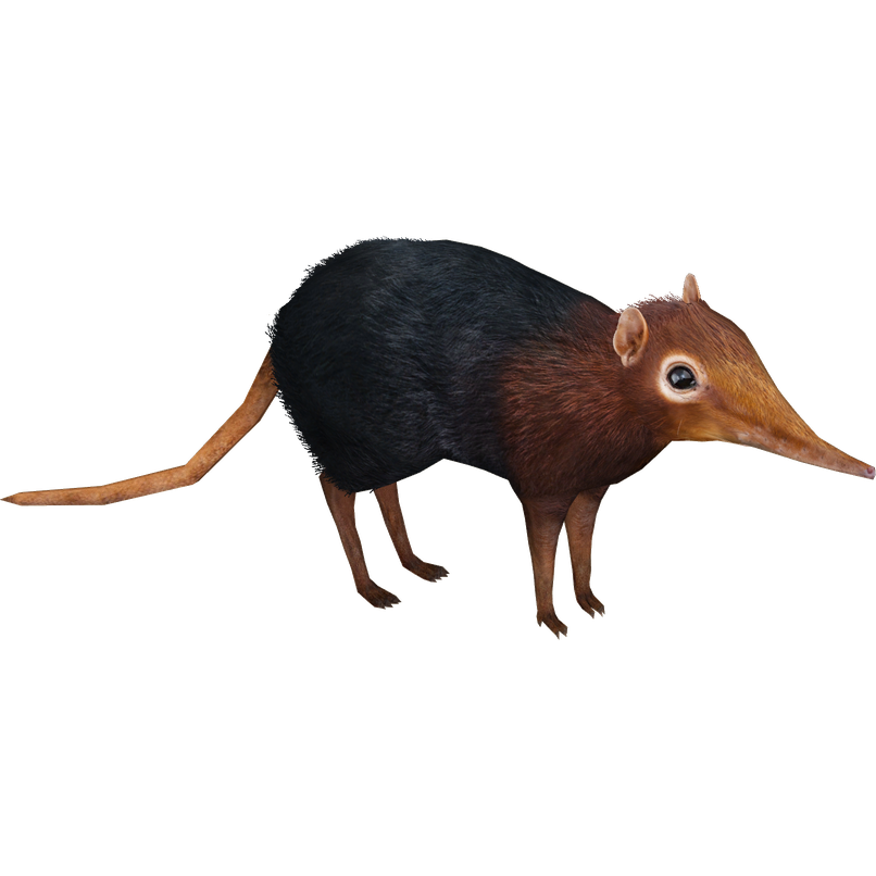 Elephant Shrew Png Hd Isolated (black)