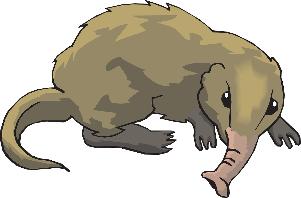 Elephant Shrew Png Pic (black, gray)