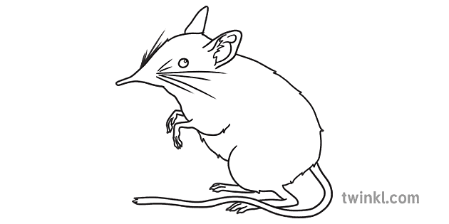 Elephant Shrew Png Picture (gray, white)