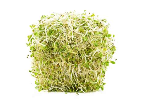 Alfalfa Png Pic (white, beige)