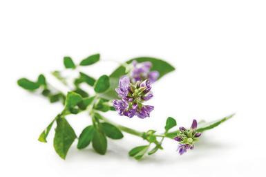 Alfalfa Transparent Background (white, lavender, black)