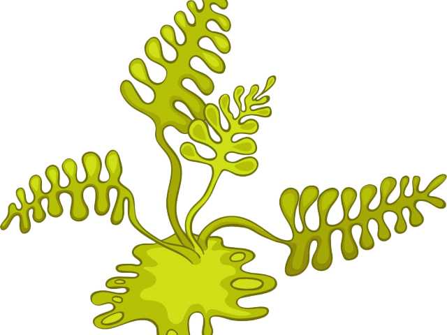 Algae Png Isolated Photo (black, gold)