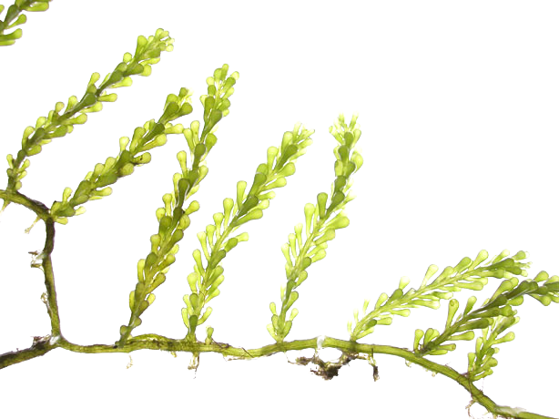 Algae Png Transparent (white)