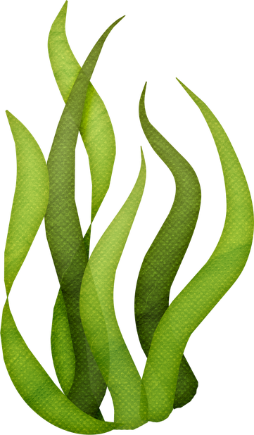 Algae Png (black, olive)