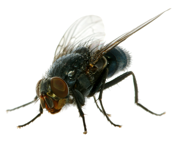 Flies Png Clipart (black, white)