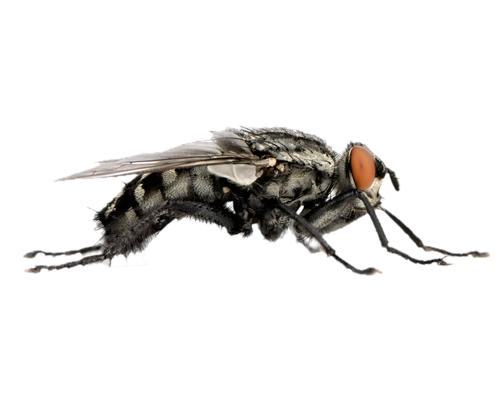 Flies Png File (white, gray, lavender, black, silver)