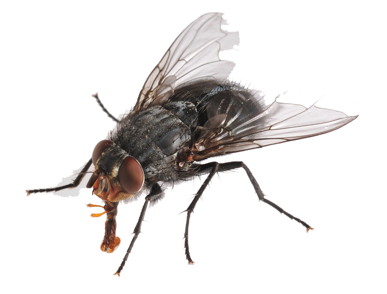 Flies Png Hd (black)