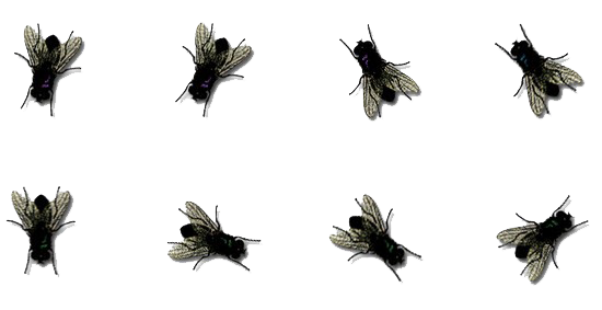 Flies Png Photos (black, white)