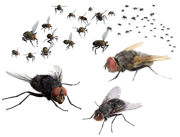 Flies Png Transparent Image (white)