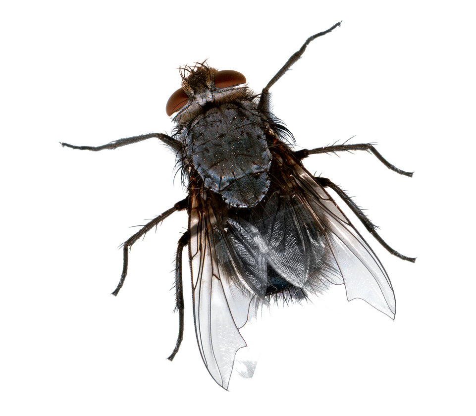 Flies Transparent Background (black, lavender)