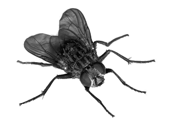 Flies Transparent Png (indigo, black)