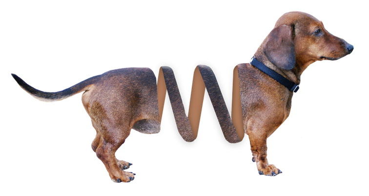 Slinky Dog Png Hd (black, gray)