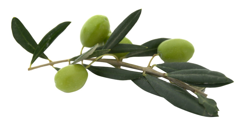 Olive Png File (green, indigo, black)