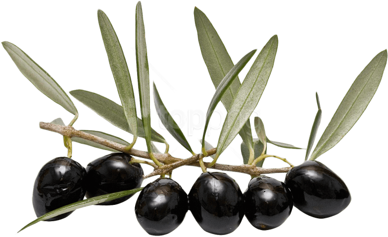 Olives Transparent Png (black)