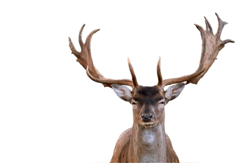 Elk Png Free Download (black)