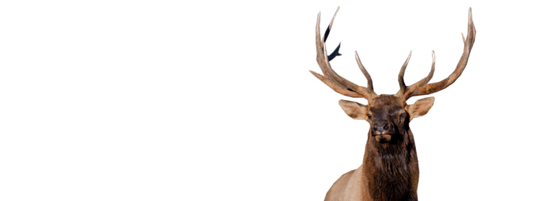 Elk Png Isolated File (black, gray)