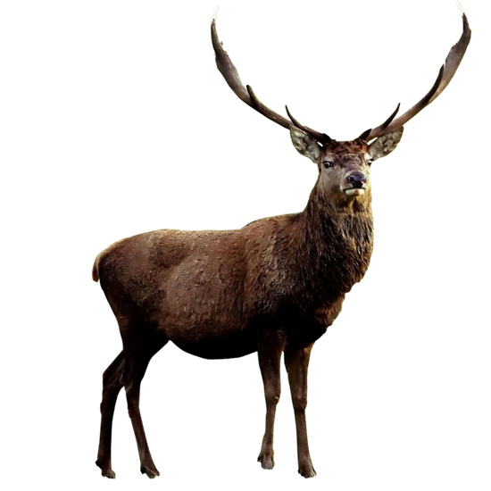 Elk Png Isolated Hd (black)