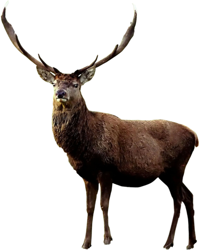 Elk Png Isolated Pic (black)