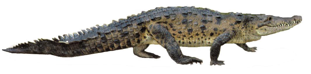 Alligator Png Clipart (white)