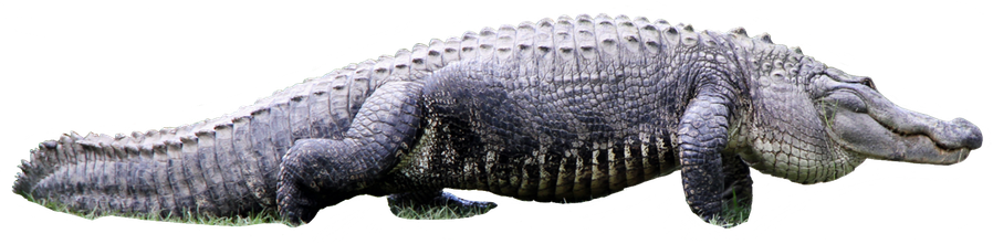 Alligator Png File (black)