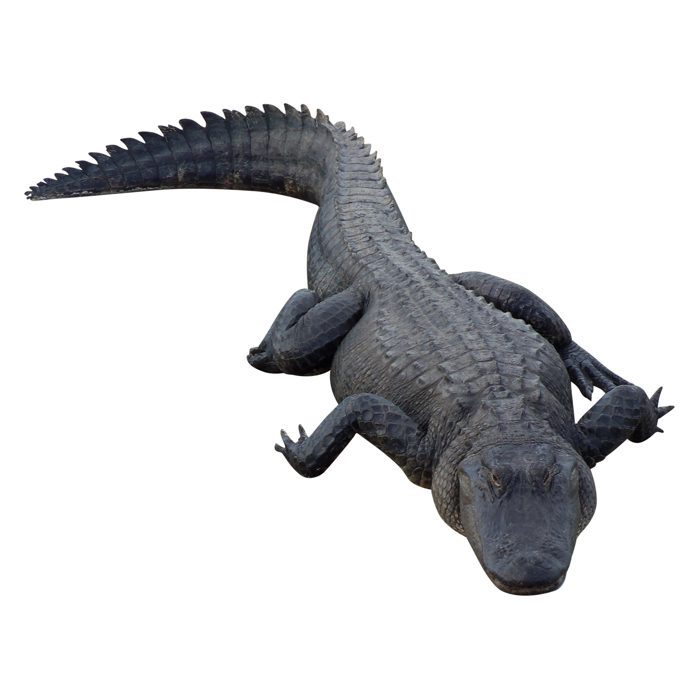 Alligator Png Isolated Hd (black, gray, indigo)