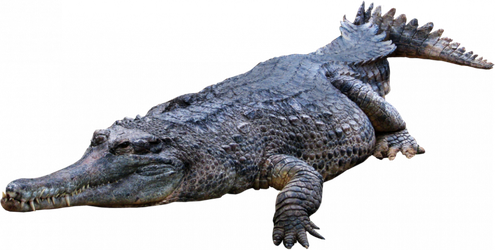 Alligator Png Photo (black, gray)