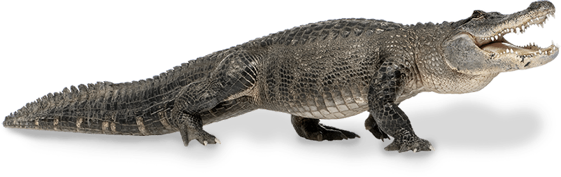 Alligator Png Pic (black)