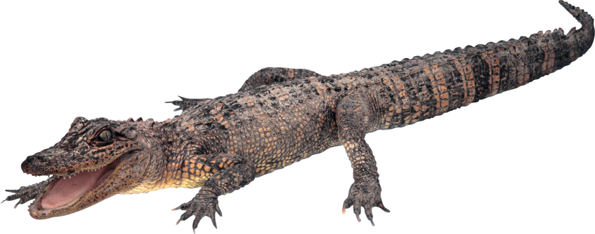 Alligator Png Picture (white, lavender, silver, gray)