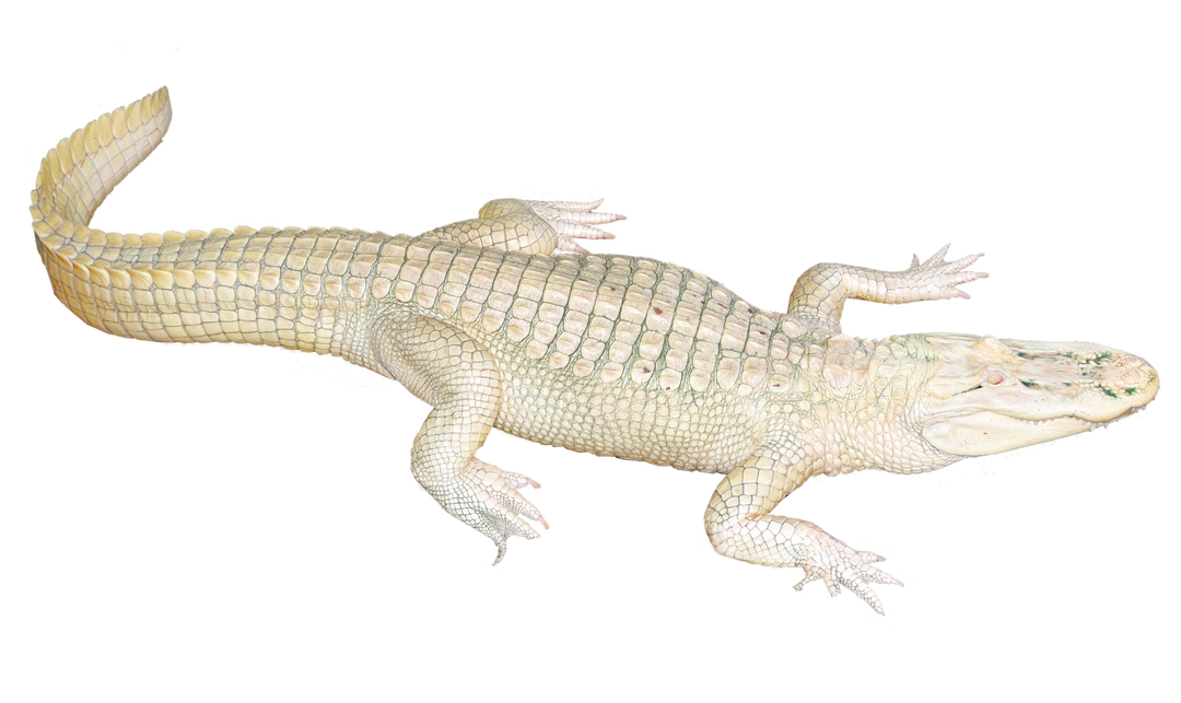 Alligator Transparent Png (black)