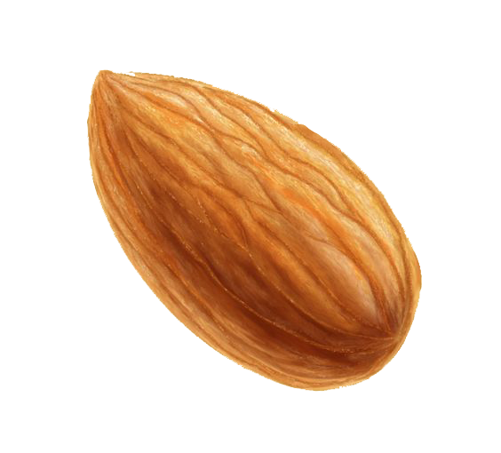 Almond Nut Png Transparent (white, black, chocolate, olive)