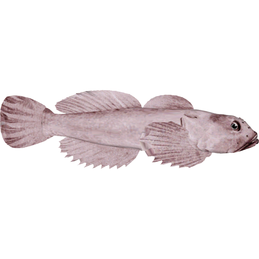 Blob Fish Png Free Download (white, silver)