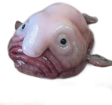 Blob Fish Png Isolated Photo (white, black, gray, silver)