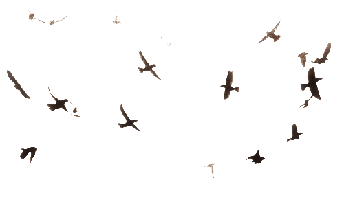 Flock Of Birds Png Image (black)