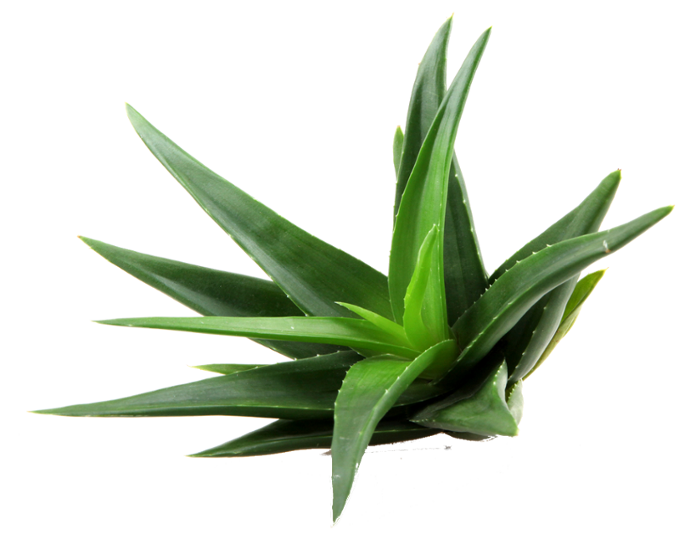 Aloe Png Clipart (black)