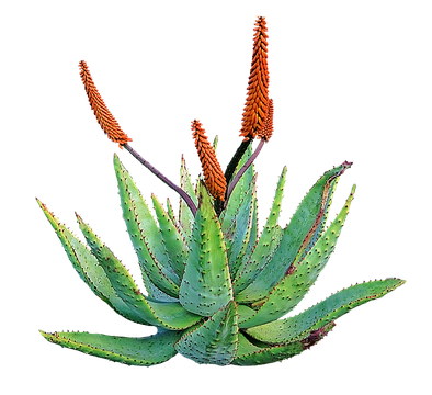 Aloe Png Free Download (black)