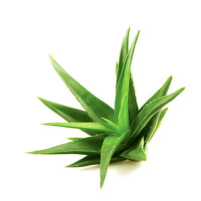 Aloe Png Image (white, green)