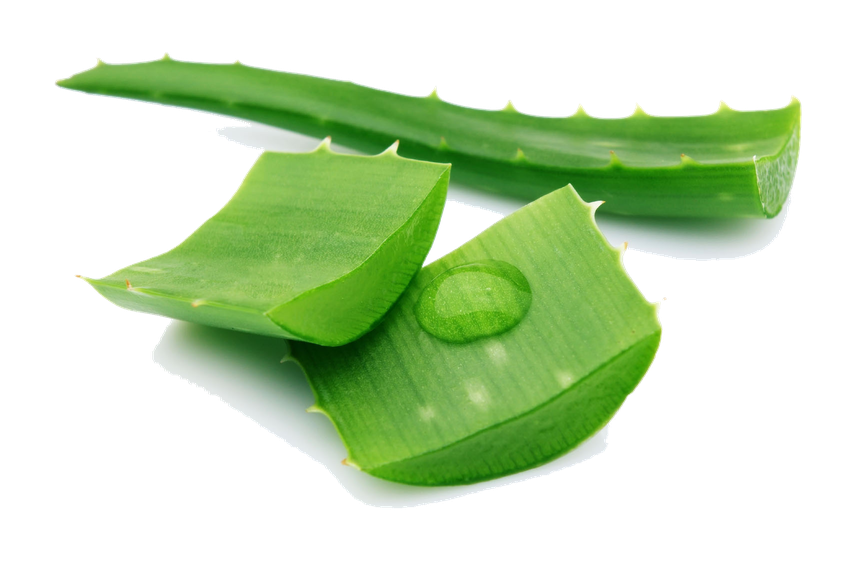 Aloe Png Pic (black, gray)