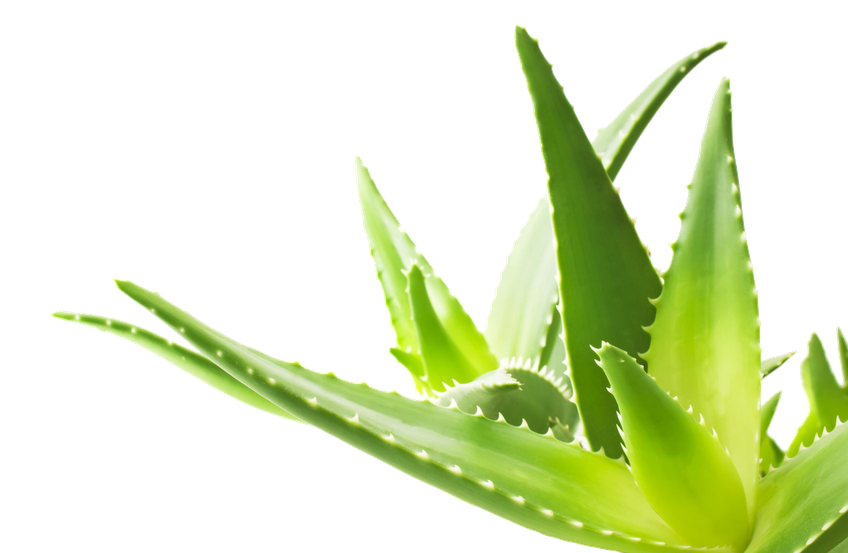 Aloe Png Transparent Image (black, olive)