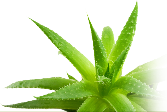 Aloe Vera Download Png Image (white, gray)