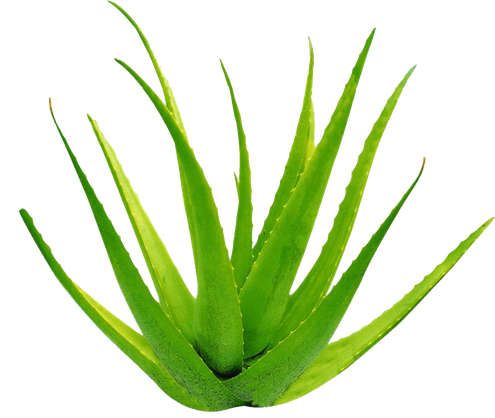 Aloe Vera Png Clipart (black, olive)