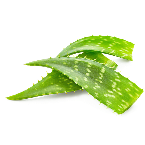 Aloe Vera Png File (white, beige, black)